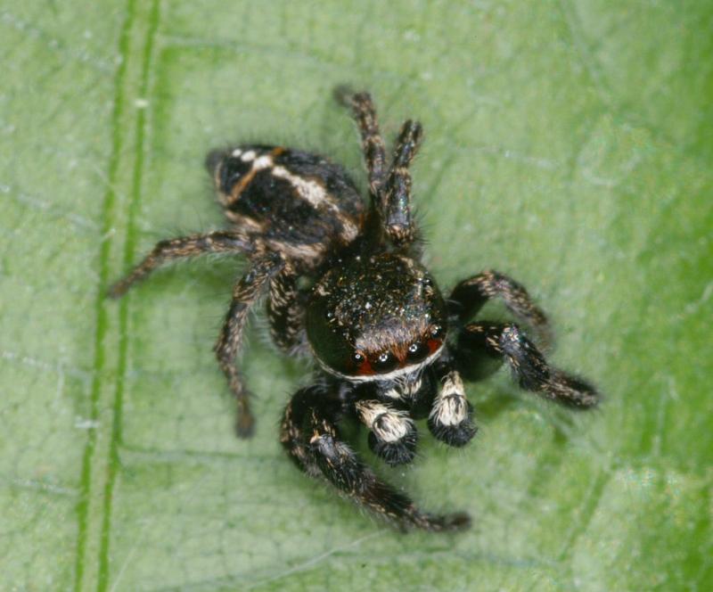 Pellenes_tripunctatus_D3060_Z_84_NP De Hoge Veluwe_Nederland.jpg